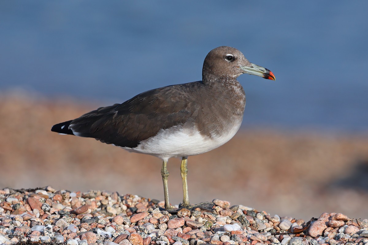 Sooty Gull - ML631581619