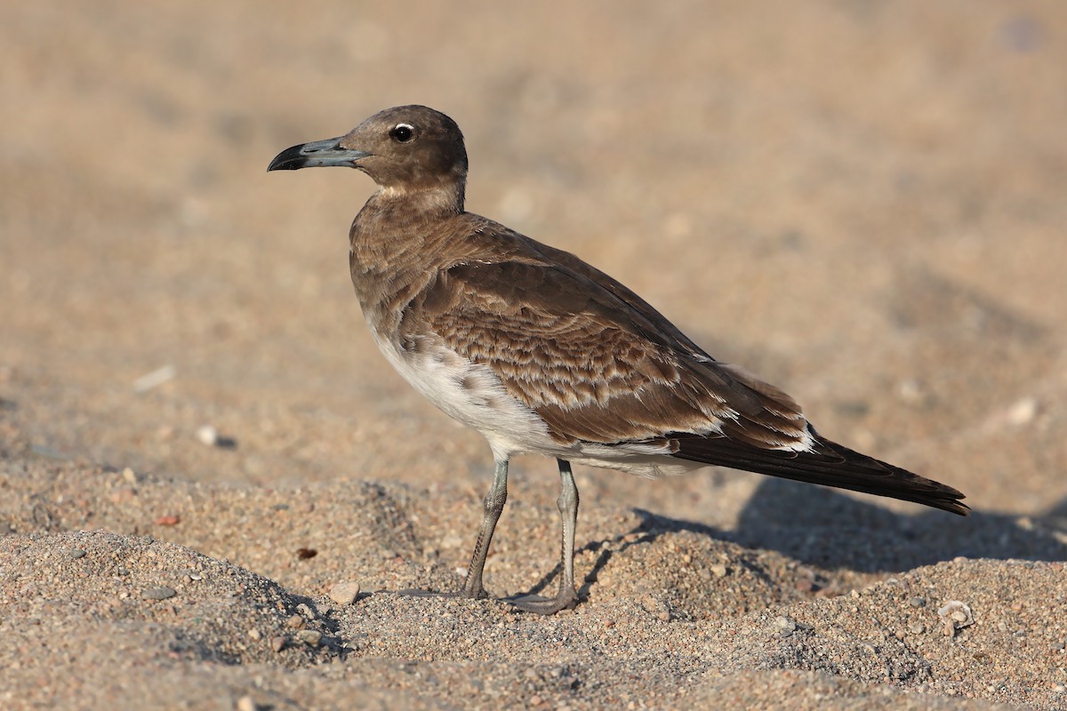 Sooty Gull - ML631581620