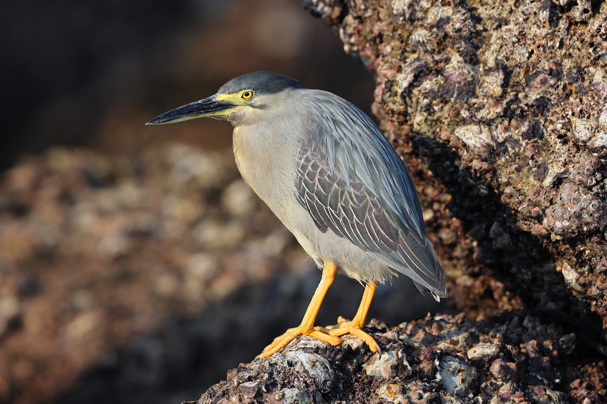 Little Heron - ML631581624