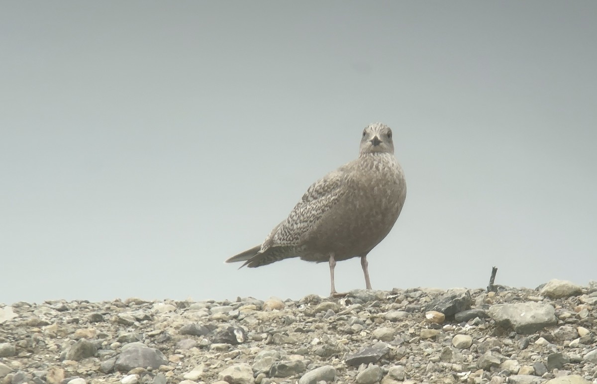 Iceland Gull (Thayer's) - ML631581656