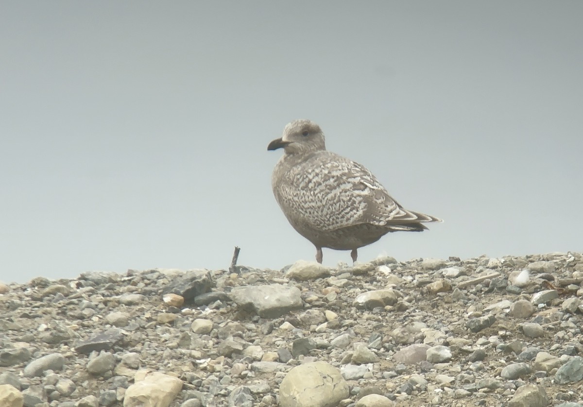 Iceland Gull (Thayer's) - ML631581657