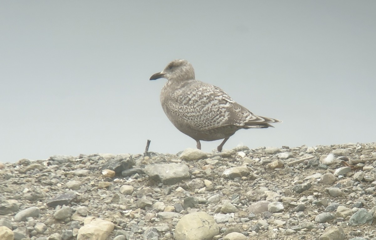 Iceland Gull (Thayer's) - ML631581658