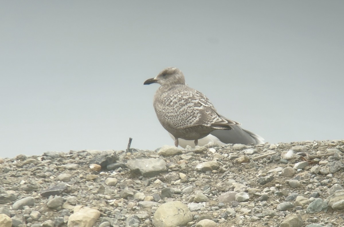 Iceland Gull (Thayer's) - ML631581659