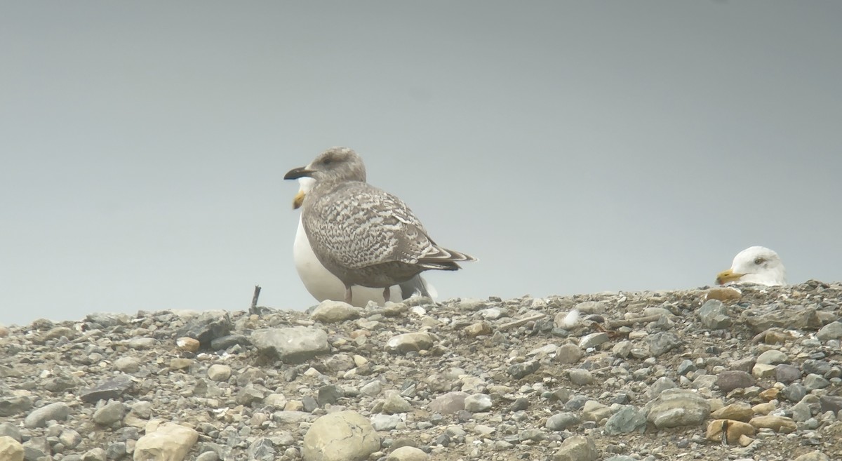 Iceland Gull (Thayer's) - ML631581660