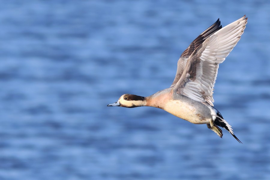 美品　Bristol ネオンカモ ブリストル　迷彩　ウォーターレペレント　ナイキ F.C.Real Bristol×NIKE エフシーレアルブリストル×ナイキ L マルチ
