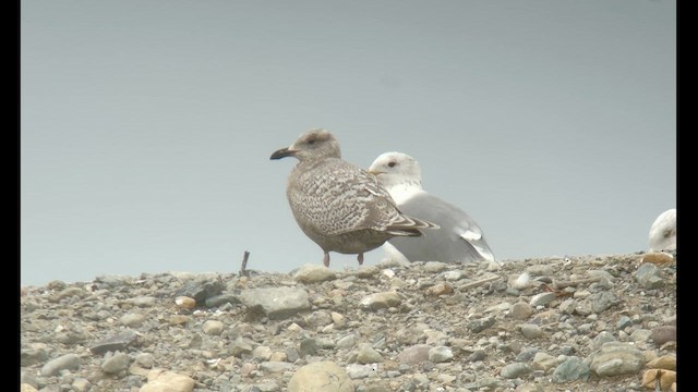 Iceland Gull (Thayer's) - ML631581667