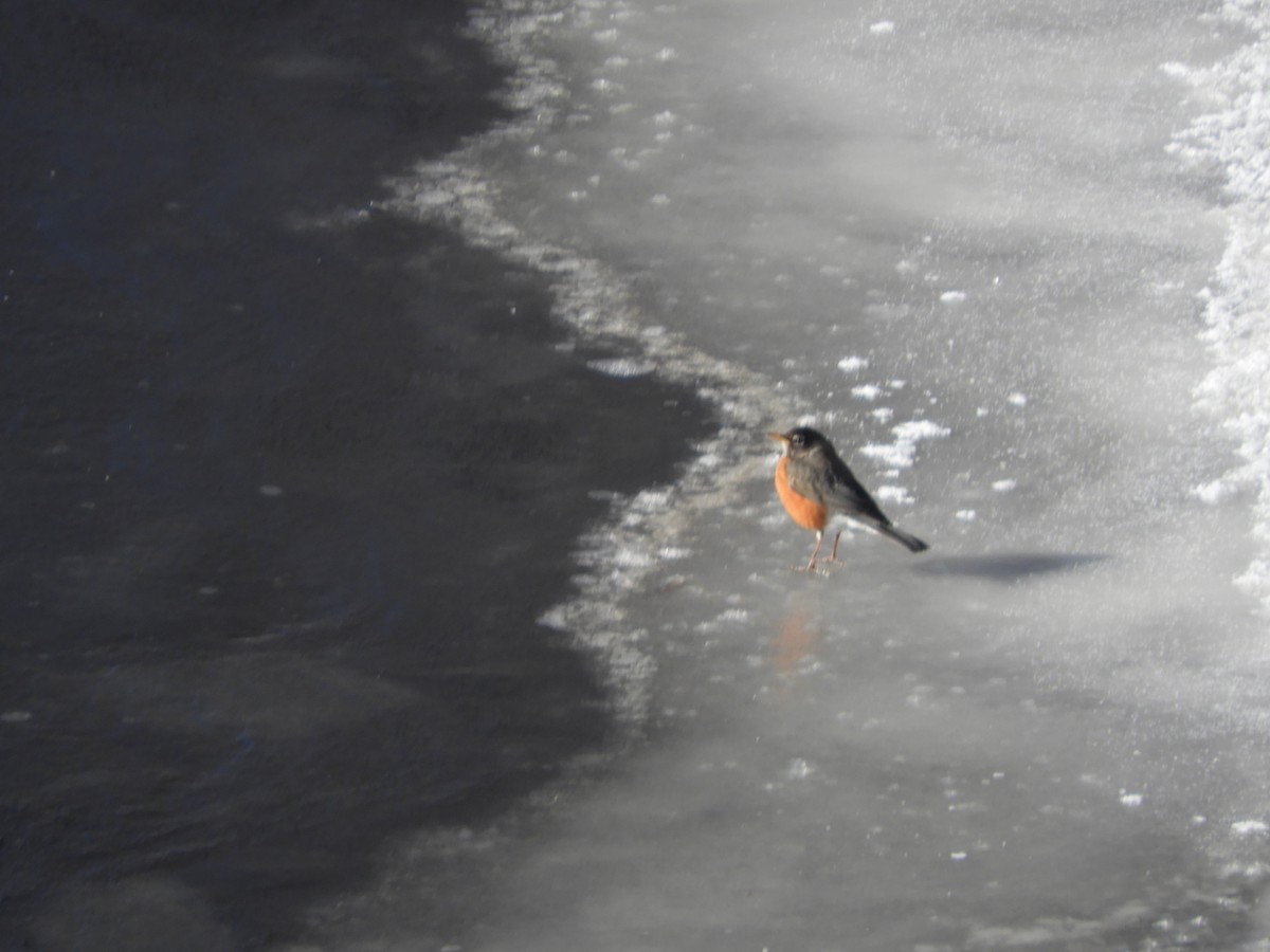 Zozo papargorria - ML631581679