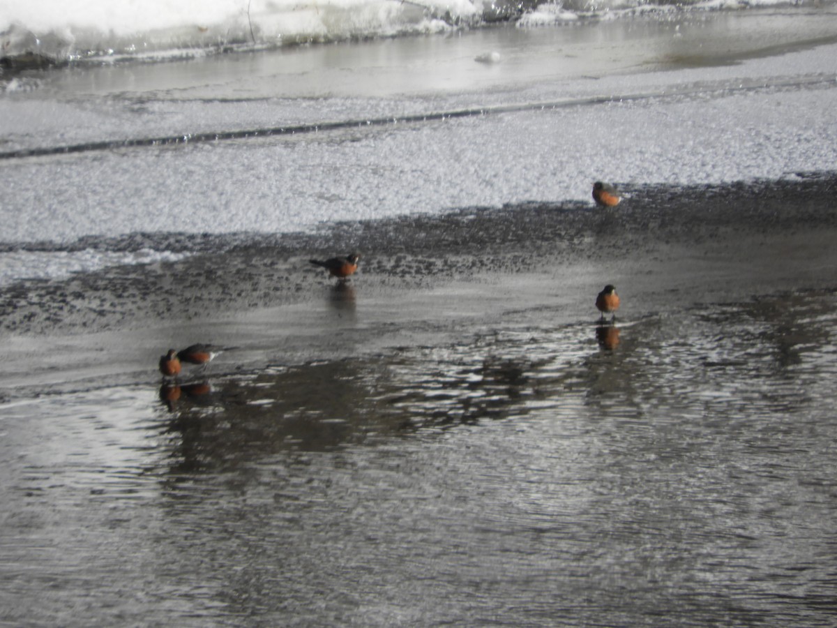 Zozo papargorria - ML631581693