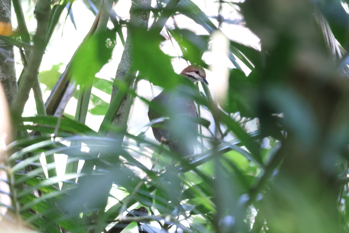 Russet-crowned Quail-Dove - ML631581694