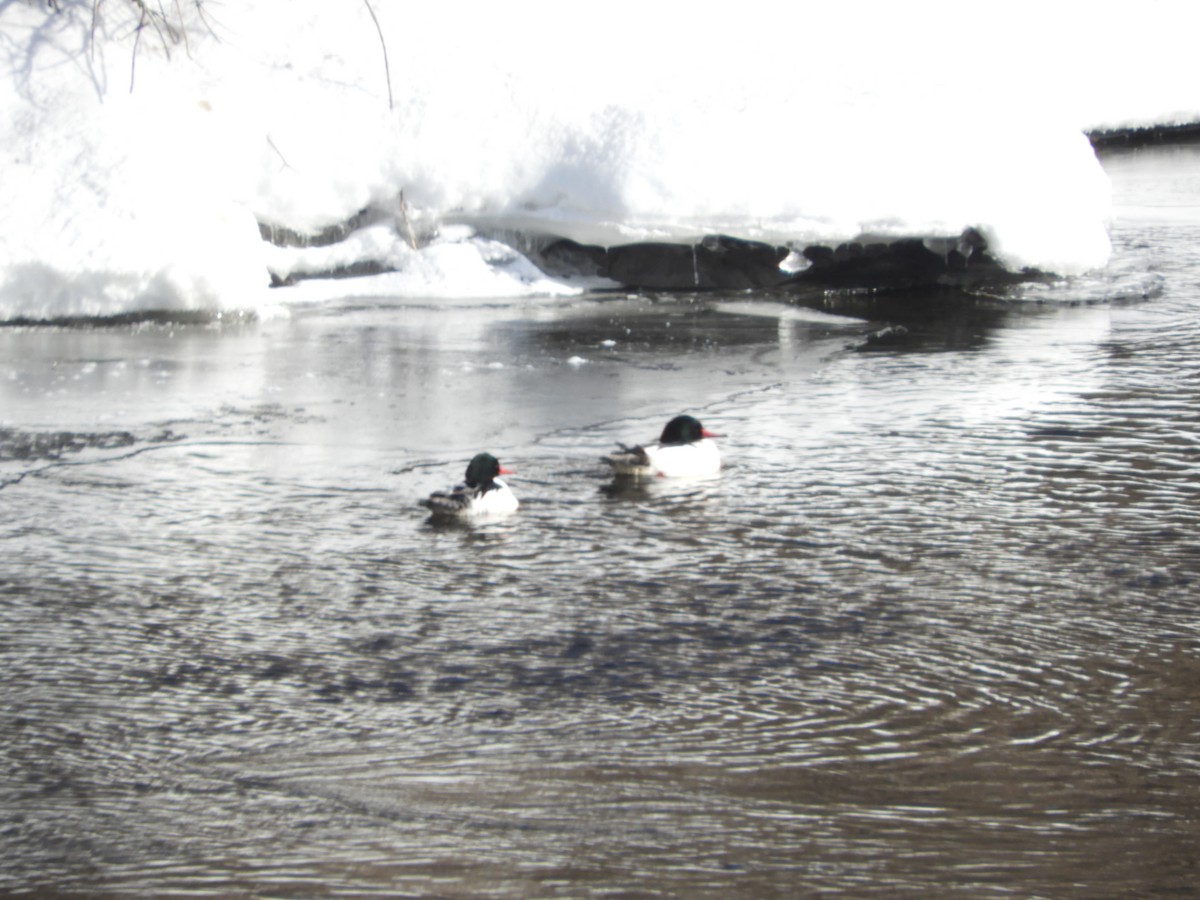 Zerra handia - ML631581716