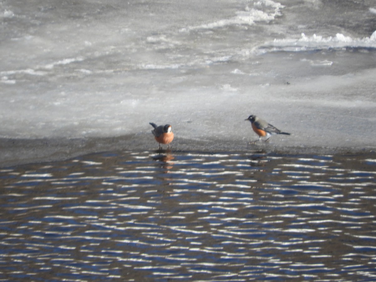 Zozo papargorria - ML631581726