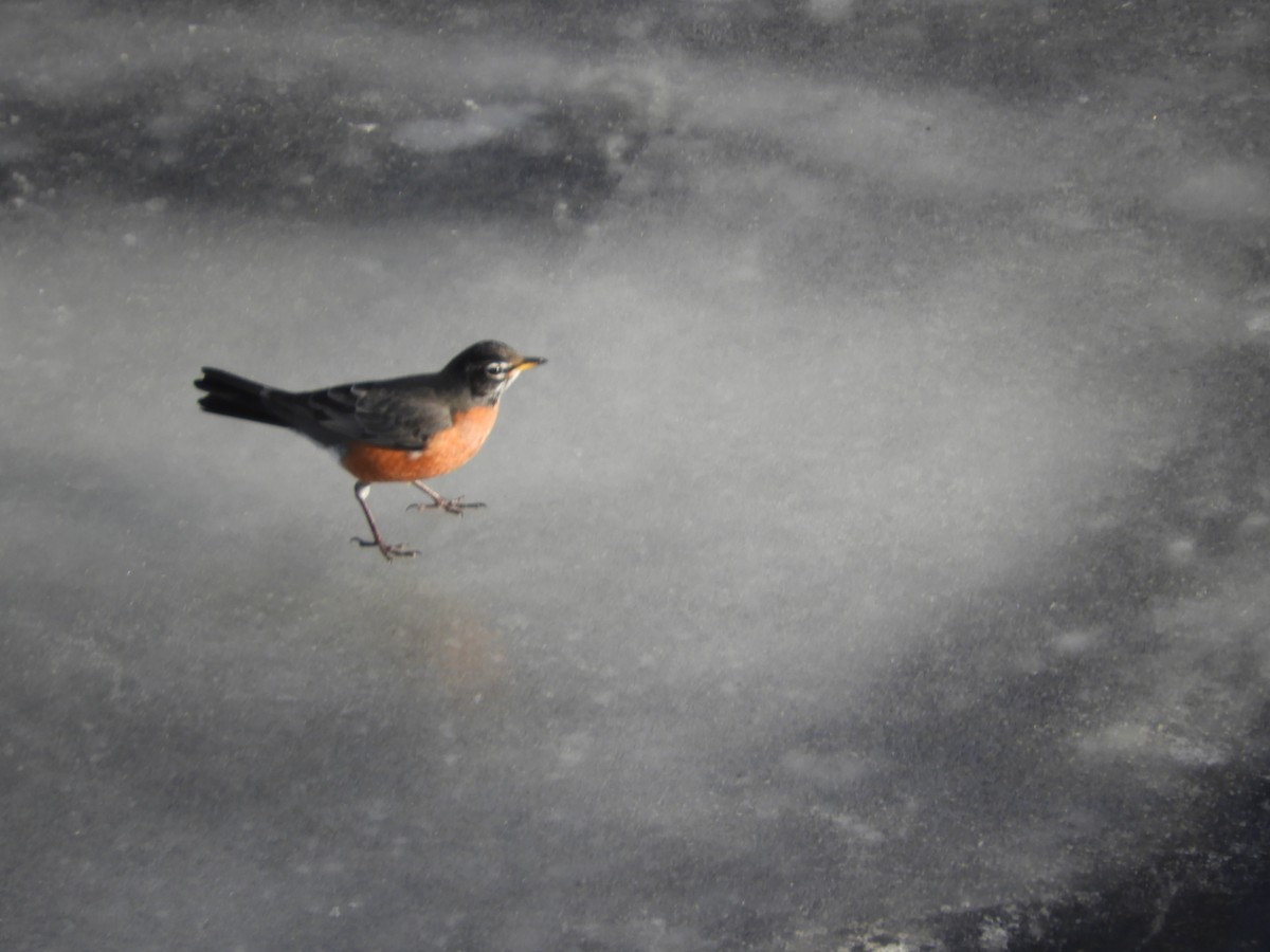 Zozo papargorria - ML631581757