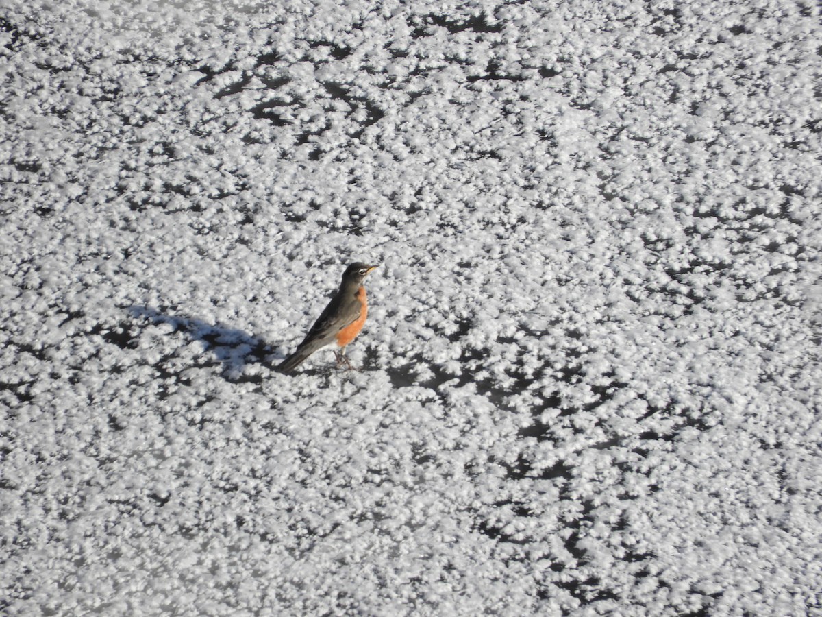 Zozo papargorria - ML631581758