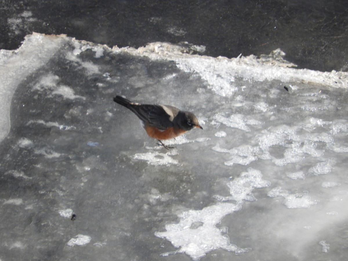 Zozo papargorria - ML631581771