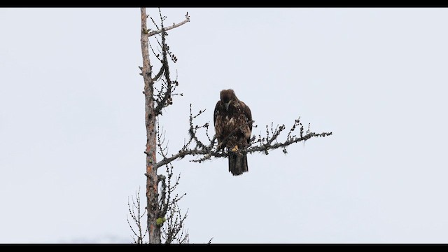 Bald Eagle - ML631581778