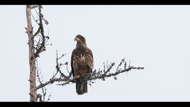 Bald Eagle - ML631581779