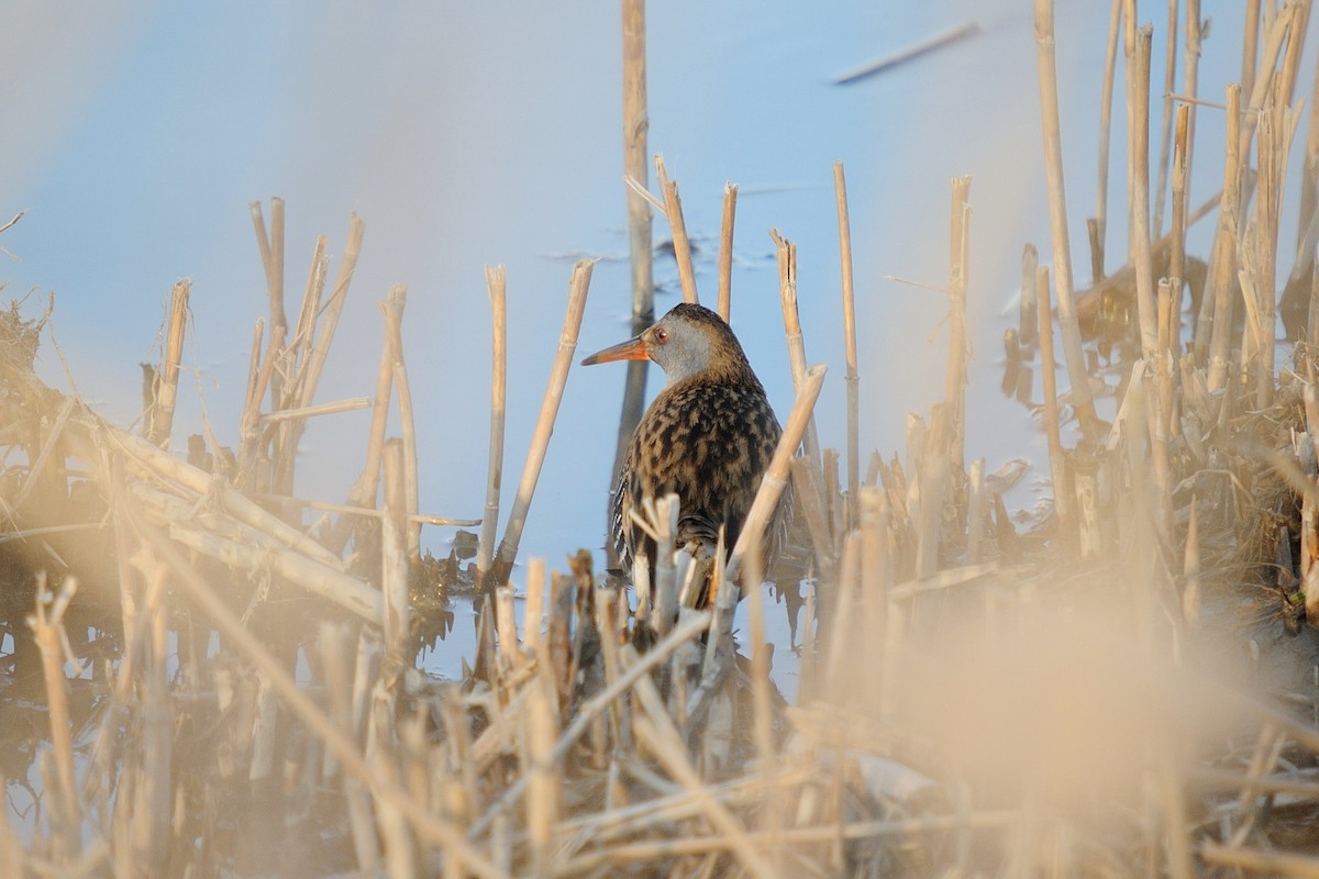 Water Rail - ML631582175