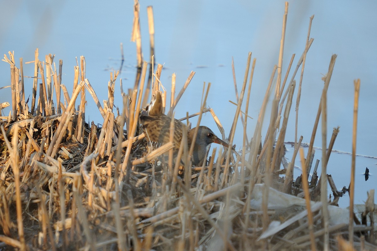 Water Rail - ML631582176