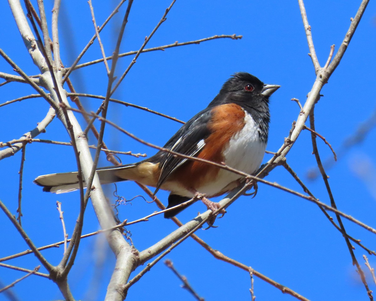 Eastern Towhee - ML631582182
