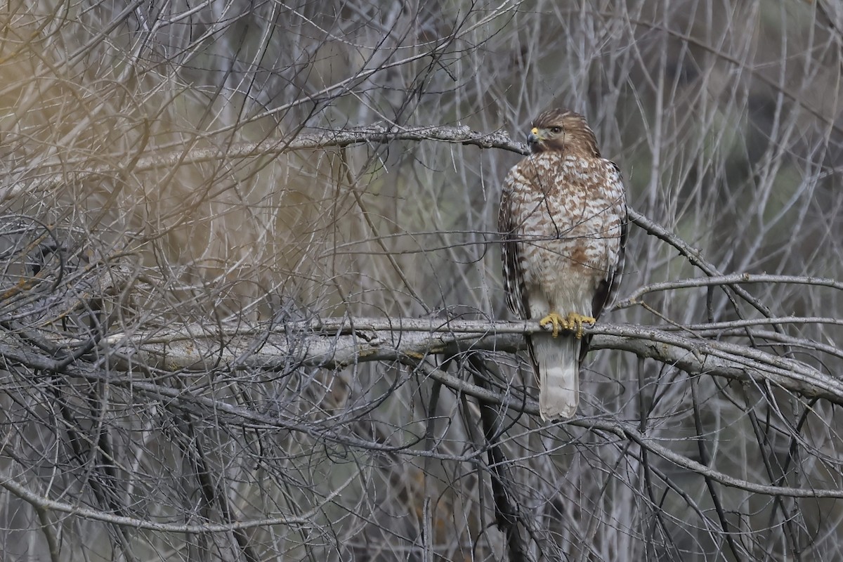 Red-shouldered Hawk (elegans) - ML631582194