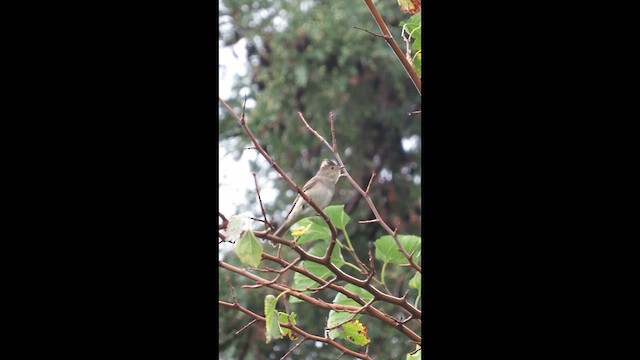 White-crested Elaenia (Chilean) - ML631582491