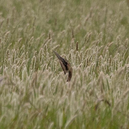 Eurasian Bittern - ML631582596