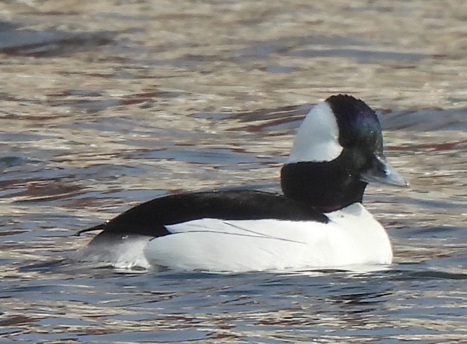 Bufflehead - ML631582702