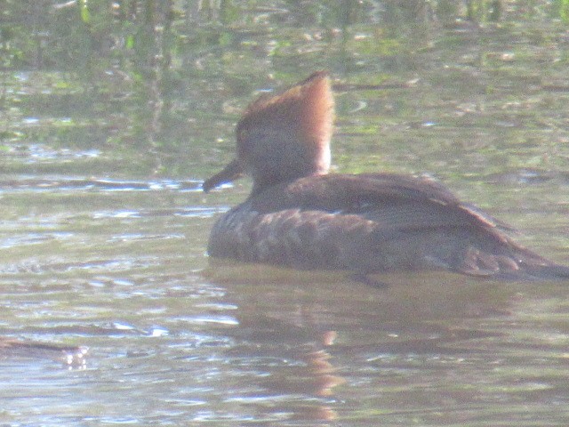 Hooded Merganser - ML631582703