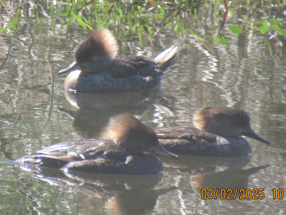 Hooded Merganser - ML631582704