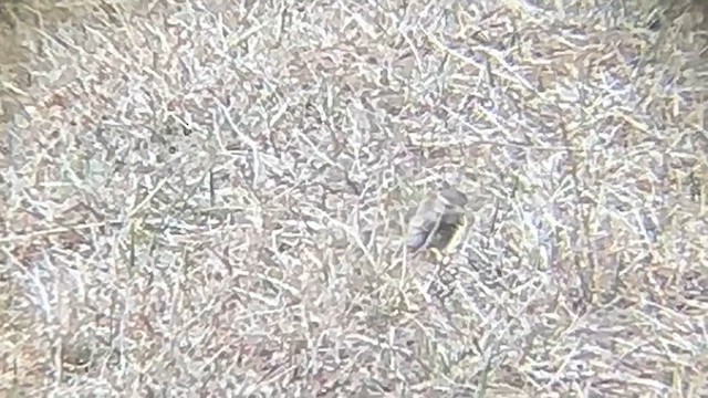 American Pipit - ML631582740
