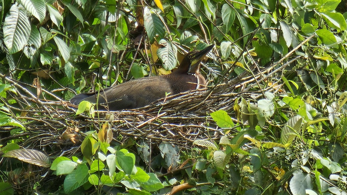 Rufescent Tiger-Heron - ML631582791