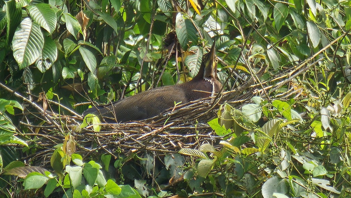 Rufescent Tiger-Heron - ML631582792