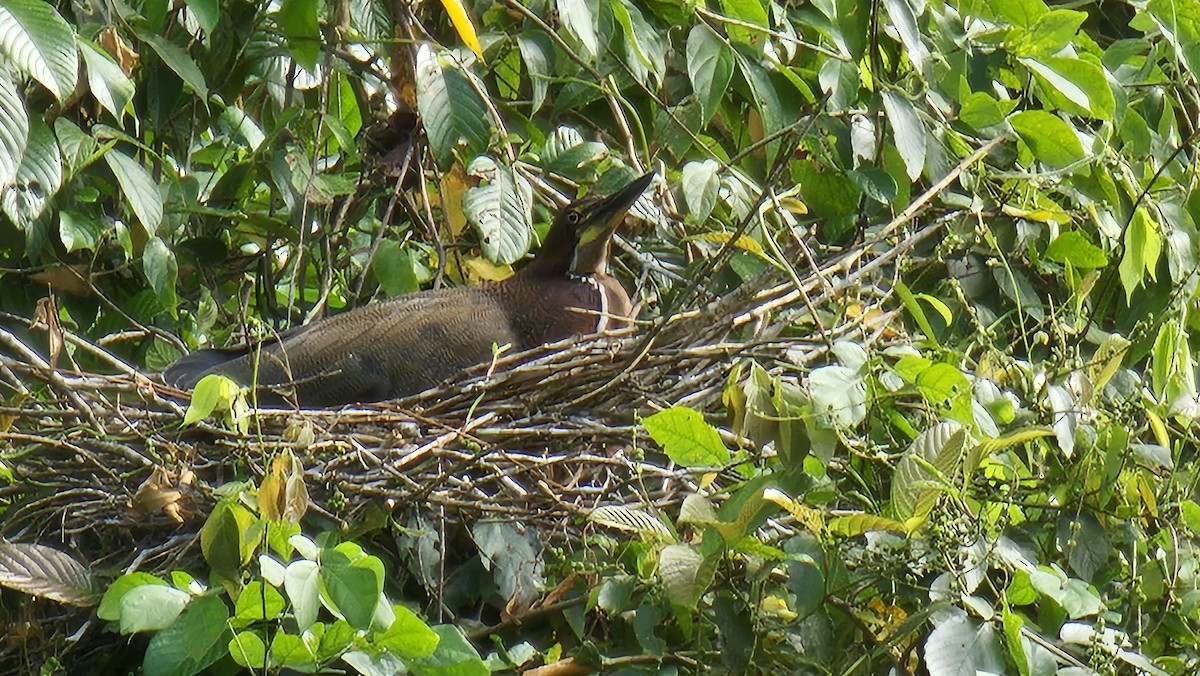 Rufescent Tiger-Heron - ML631582793