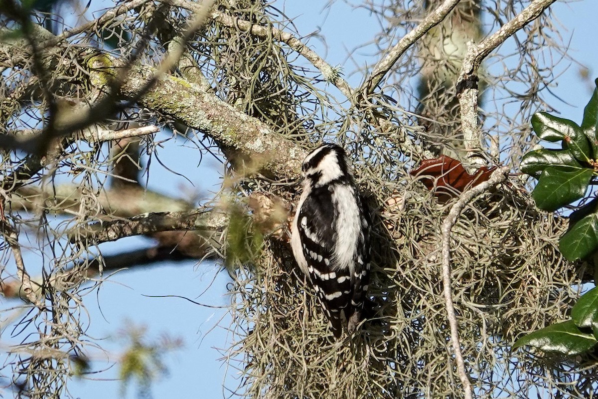 Downy Woodpecker - ML631582802