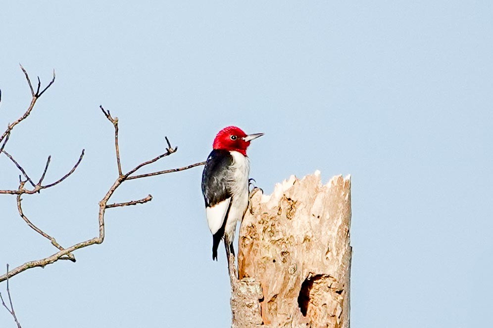 Red-headed Woodpecker - ML631582810