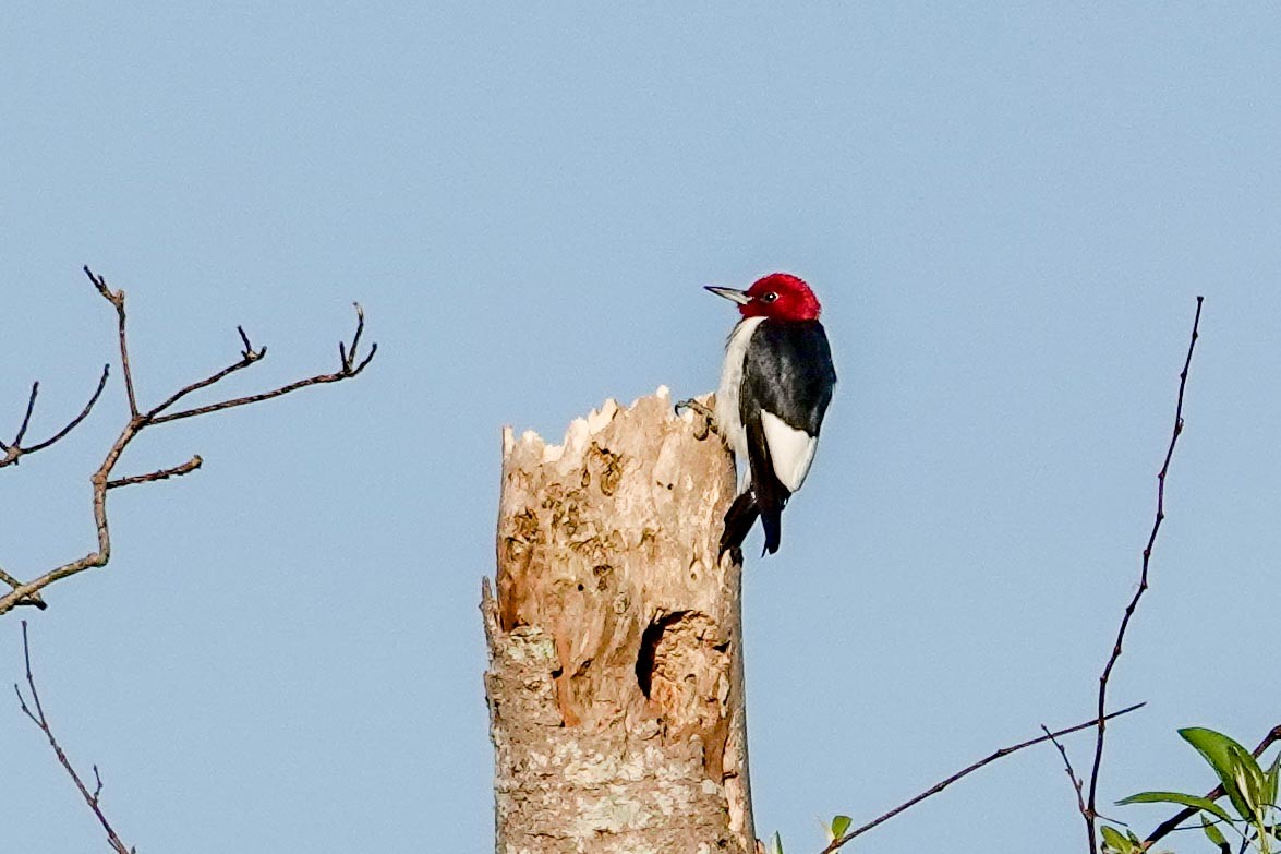 Red-headed Woodpecker - ML631582811
