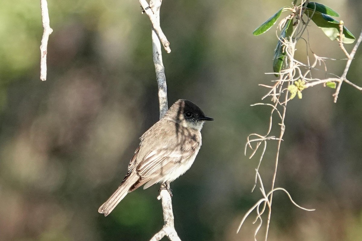 Eastern Phoebe - ML631582824