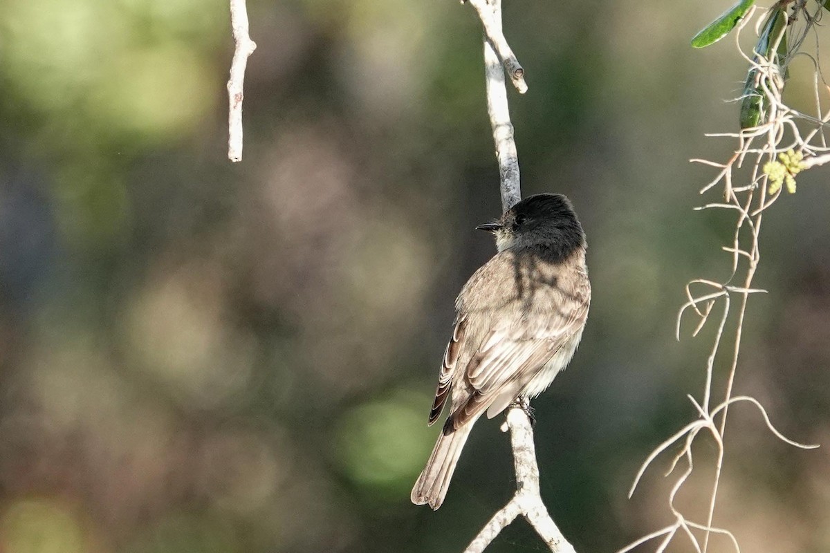 Eastern Phoebe - ML631582825