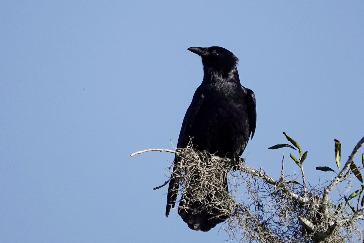 American Crow - ML631582836