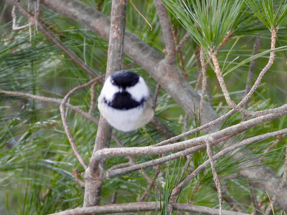 Mésange à tête noire - ML631582839