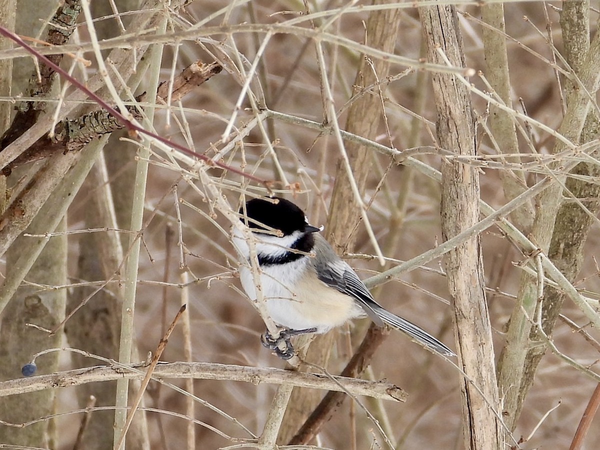 Mésange à tête noire - ML631582840