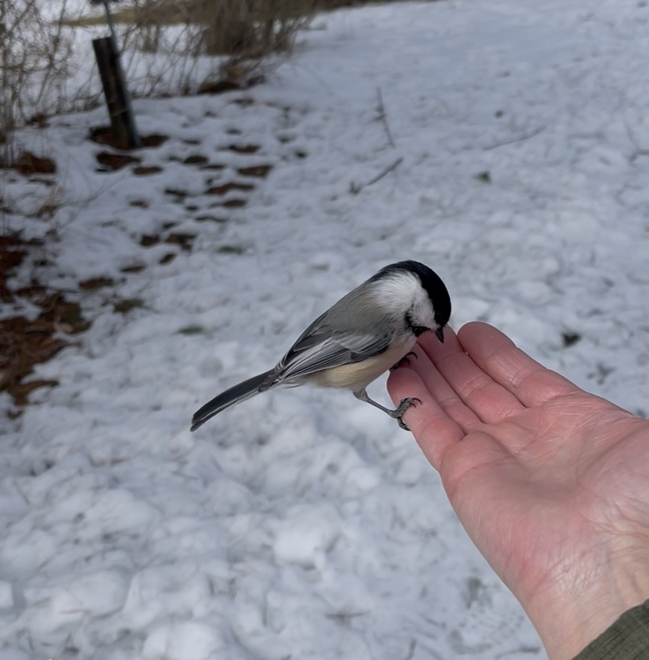 Mésange à tête noire - ML631582841
