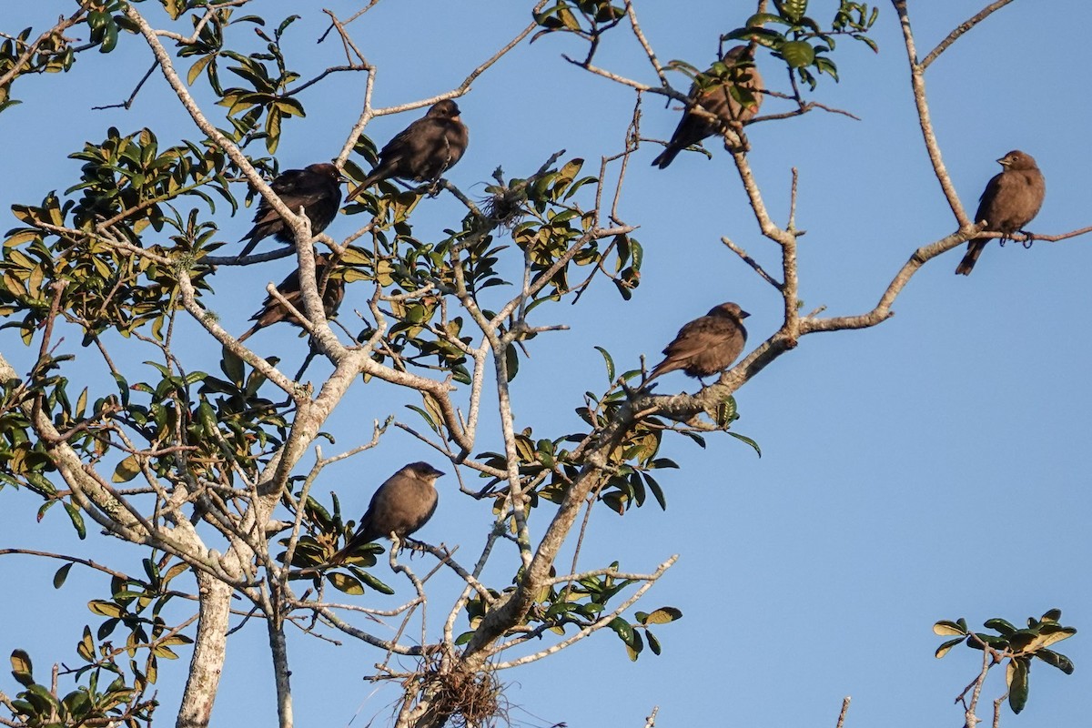 Brown-headed Cowbird - ML631582854