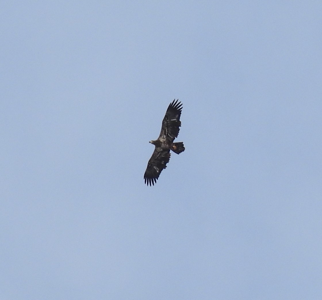 Bald Eagle - ML631583066