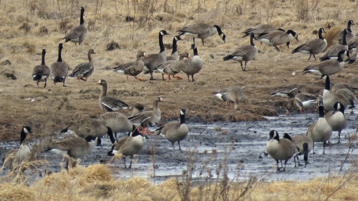 Greater White-fronted Goose - ML631583090