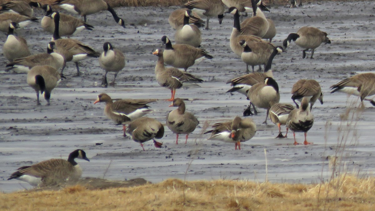 Greater White-fronted Goose - ML631583091