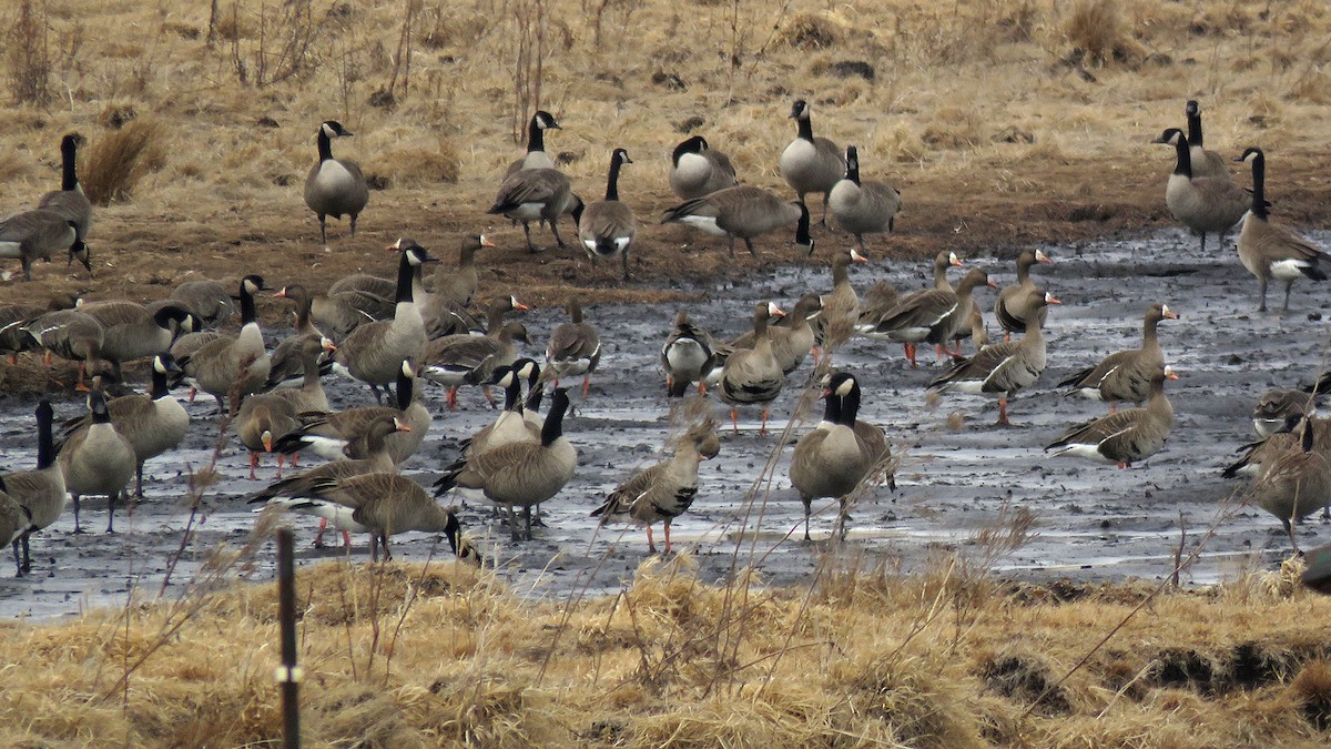 Greater White-fronted Goose - ML631583092