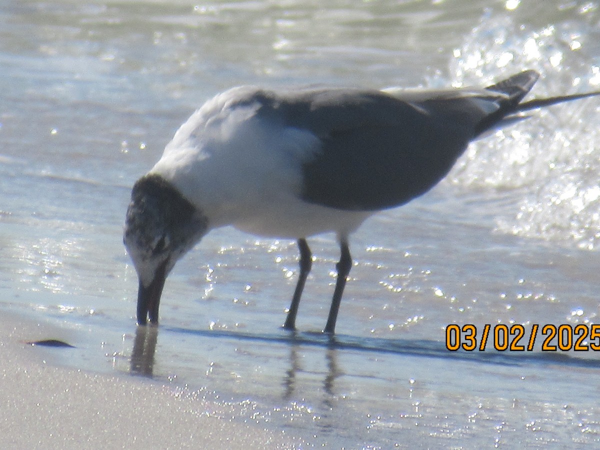 Laughing Gull - ML631583106
