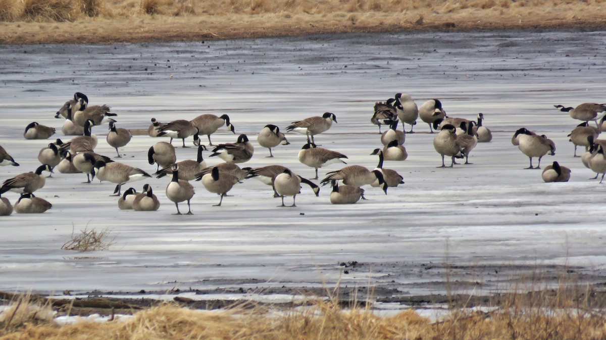 Canada Goose - ML631583140