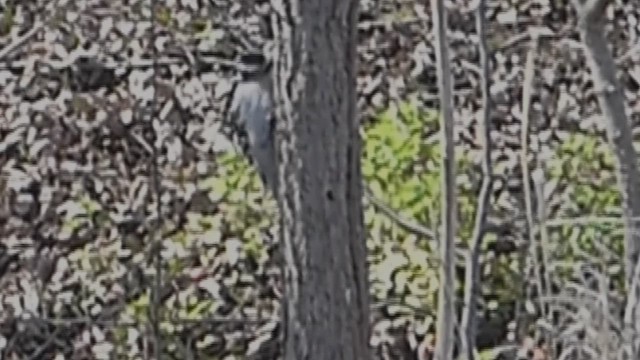 Downy Woodpecker - ML631583199